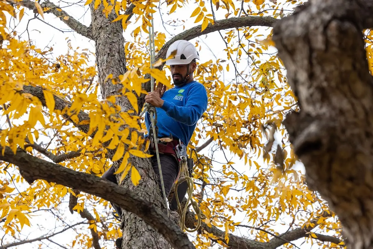 Skilled Tree Trimming crew working in Claremont